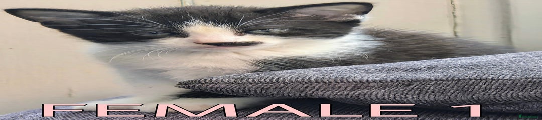 Female 1 – Light pink collar