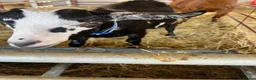Goats livestock for sale: Pigmy wether for sale in Worcester - Advert 3