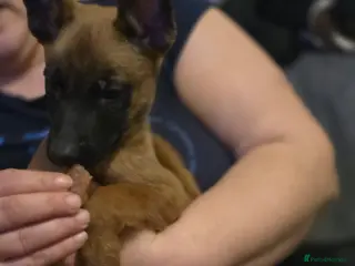 Belgian Shepherd Dog dogs Belgian Malinois Puppies- Ready for Loving Homes in Boston - Advert 3