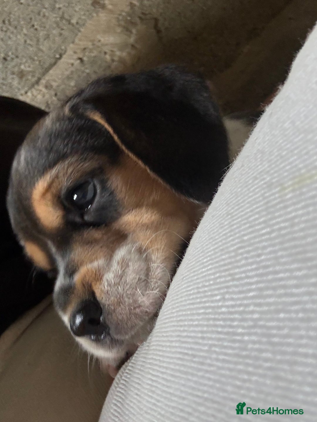Beagle dogs for sale:  Beagle Pups - Parents DNA Tested - Image 6