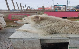 German Shepherd dogs for sale: White German Shepherd - Image 2