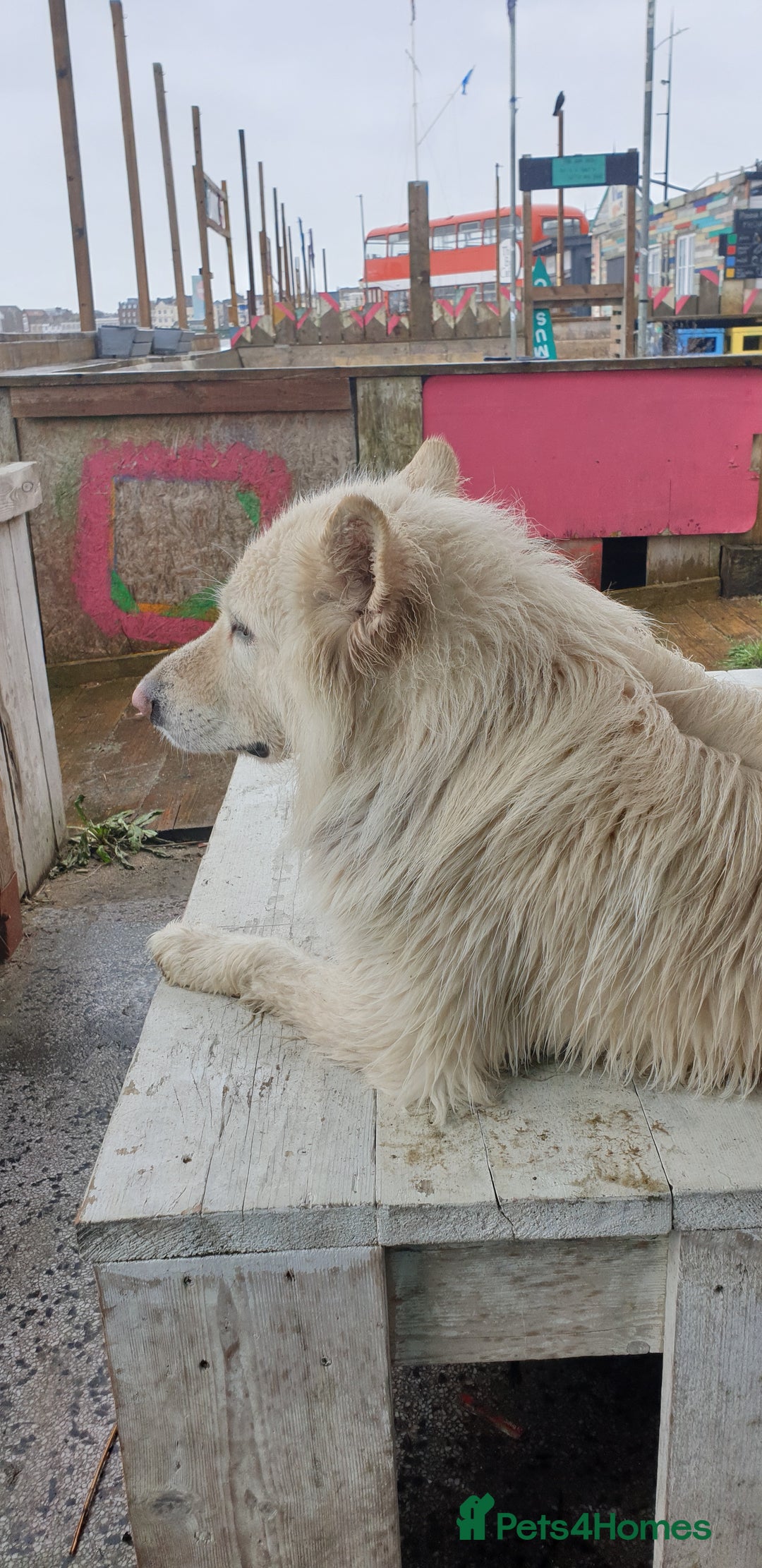 German Shepherd dogs for sale: White German Shepherd - Image 2