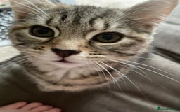 Mixed Breed cats for sale: Adorable Kittens ready for their new forever home  - Image 1