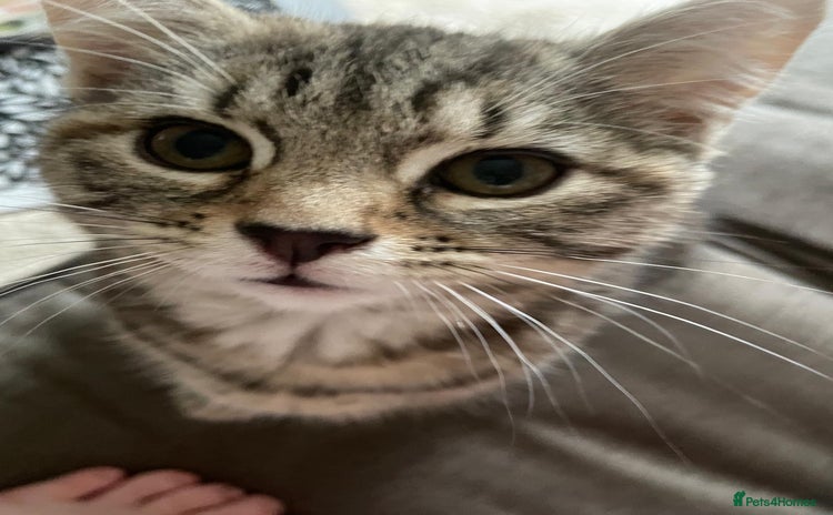 Mixed Breed cats - Advert 1