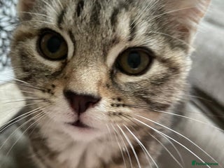 Mixed Breed cats - Advert 34