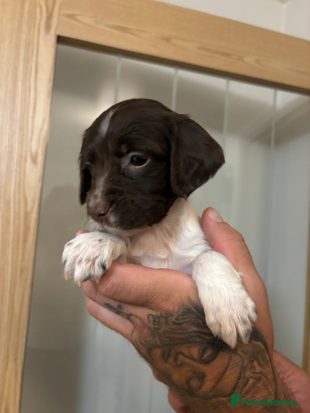 English Springer Spaniel dogs for sale: 🐾 English Springer Spaniel Puppies for Sale 🐾 - Advert 4