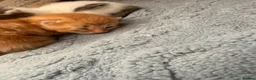 Maine Coon cats for sale: Maine coone cross kittens  - Advert 14