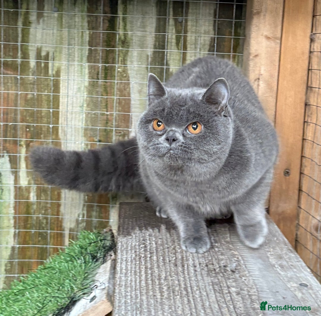 British Shorthair cats for sale: Blue girl available  - Advert 2