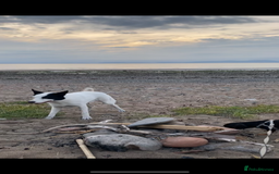 Border Collie dogs for sale: REHOME border collie (Milo)  - Image 2