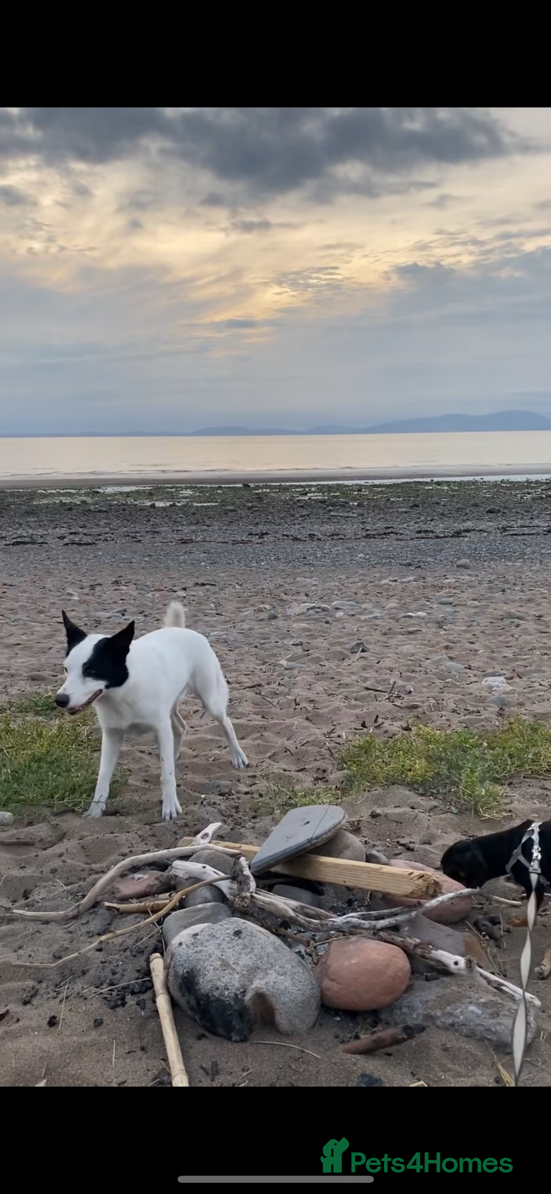 Border Collie dogs for sale: REHOME border collie (Milo)  - Image 2