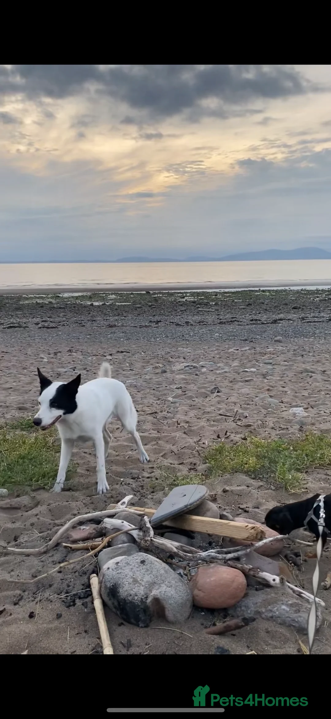 Border Collie dogs for sale: REHOME border collie (Milo)  - Advert 2