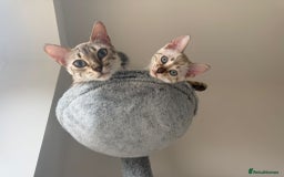 Bengal cats for sale: Bengal kitten  - Image 4