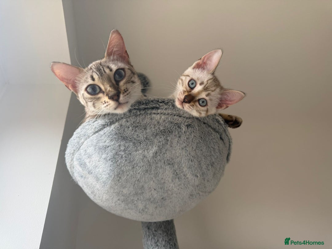 Bengal cats for sale: Bengal kitten  - Image 4