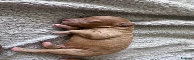 Cockapoo 1