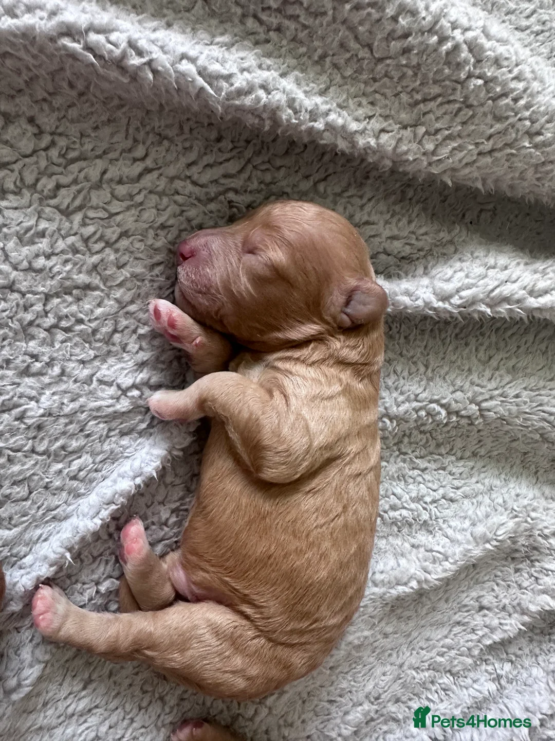 Cockapoo dogs for sale: Beautiful Cockapoo Puppies 🐾 in West Kilbride - Advert 2