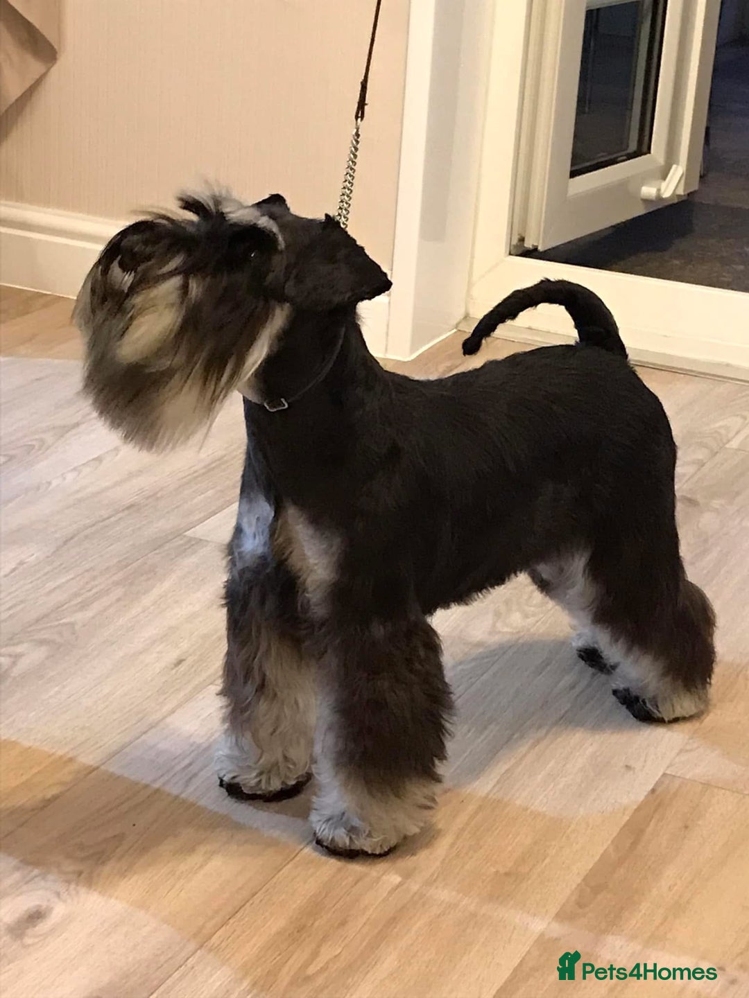 Miniature Schnauzer dogs for sale: Black mini schnauzer puppy 15 weeks old  - Advert 7