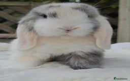 Mini Lop rabbits for sale: Mini lop male  - Image 3
