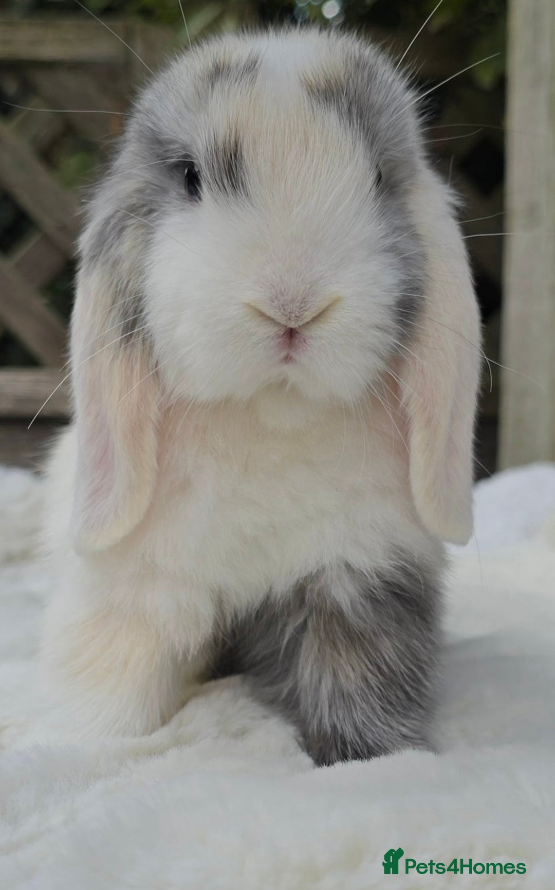 Mini Lop rabbits for sale: Mini lop male  - Image 3