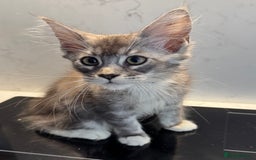 Maine Coon cats for sale: GCCF Registered Kittens. Beautiful lively kittens  - Image 1