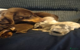 Miniature Dachshund dogs for sale: Miniature dachshund puppies - Image 5