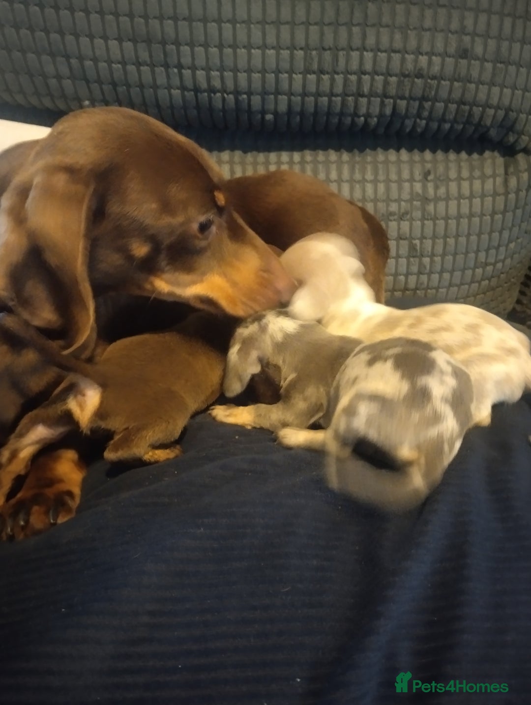 Miniature Dachshund dogs for sale: Miniature dachshund puppies - Image 5