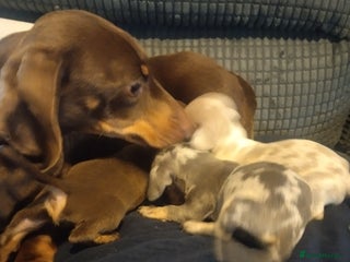 Miniature Dachshund dogs - Advert 8