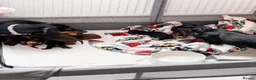 Miniature Dachshund dogs for sale: Miniature dachshund puppies - Advert 26
