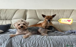 Chihuahua dogs for adoption: ❤️🐶 LILA – A Little  Soul Searching for Love 🐶❤️ - Image 11