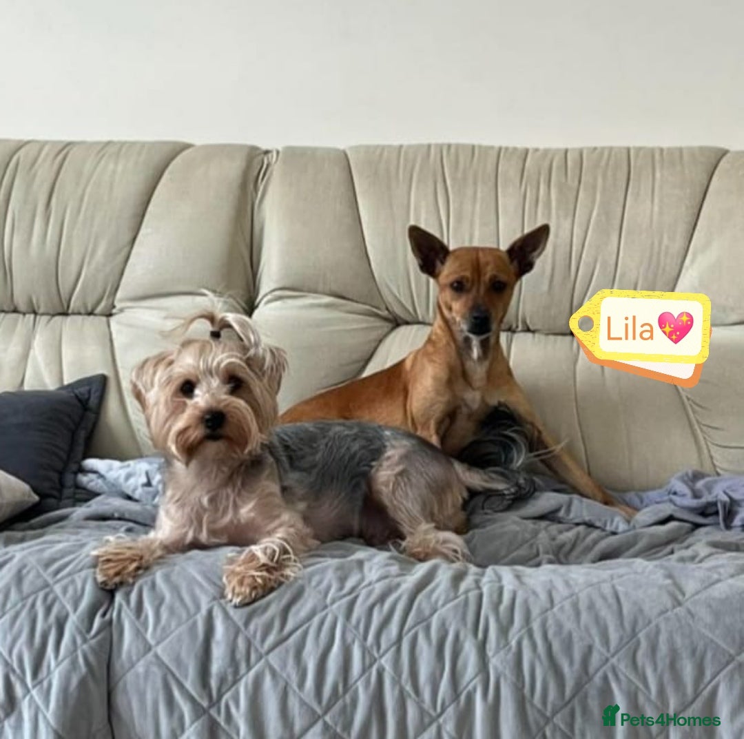 Chihuahua dogs for adoption: ❤️🐶 LILA – A Little  Soul Searching for Love 🐶❤️ - Image 11