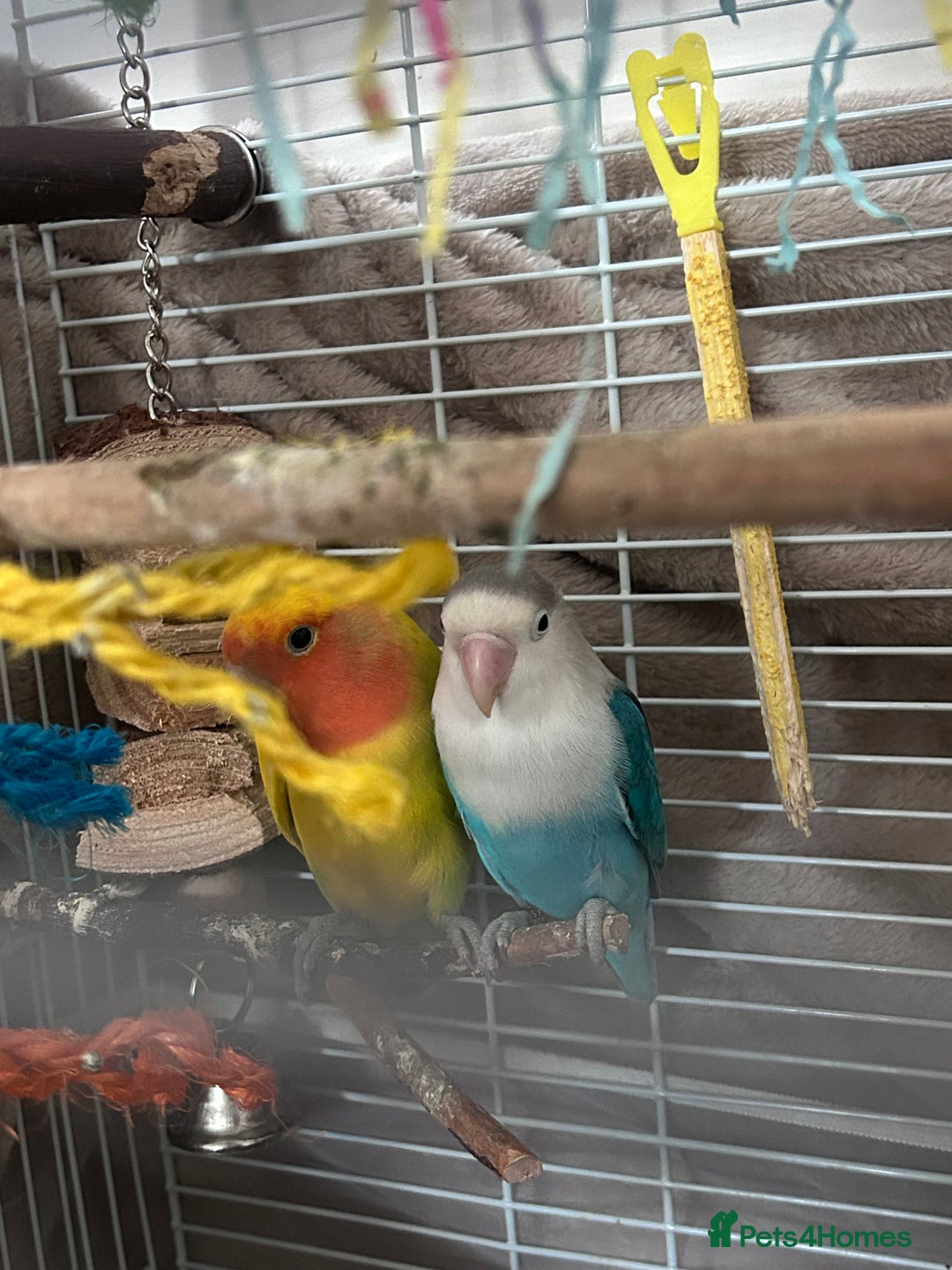 Lovebirds birds for sale: 2 Bonded Lovebirds For sale. NEED GONE❤️ - Advert 4