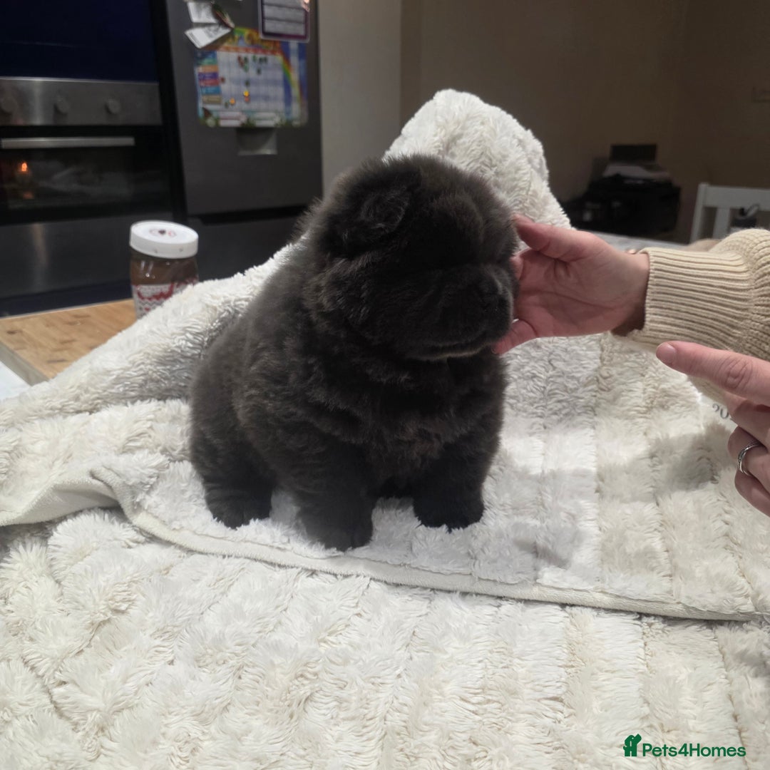 Chow Chow dogs for sale: 7 beautiful chow chow  - Advert 12