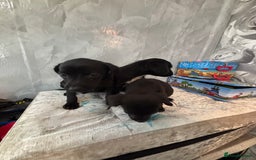 Patterjack dogs for sale: 4 lovely patterjacks  - Image 13