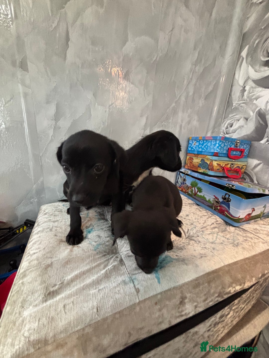 Patterjack dogs for sale: 4 lovely patterjacks  - Image 13