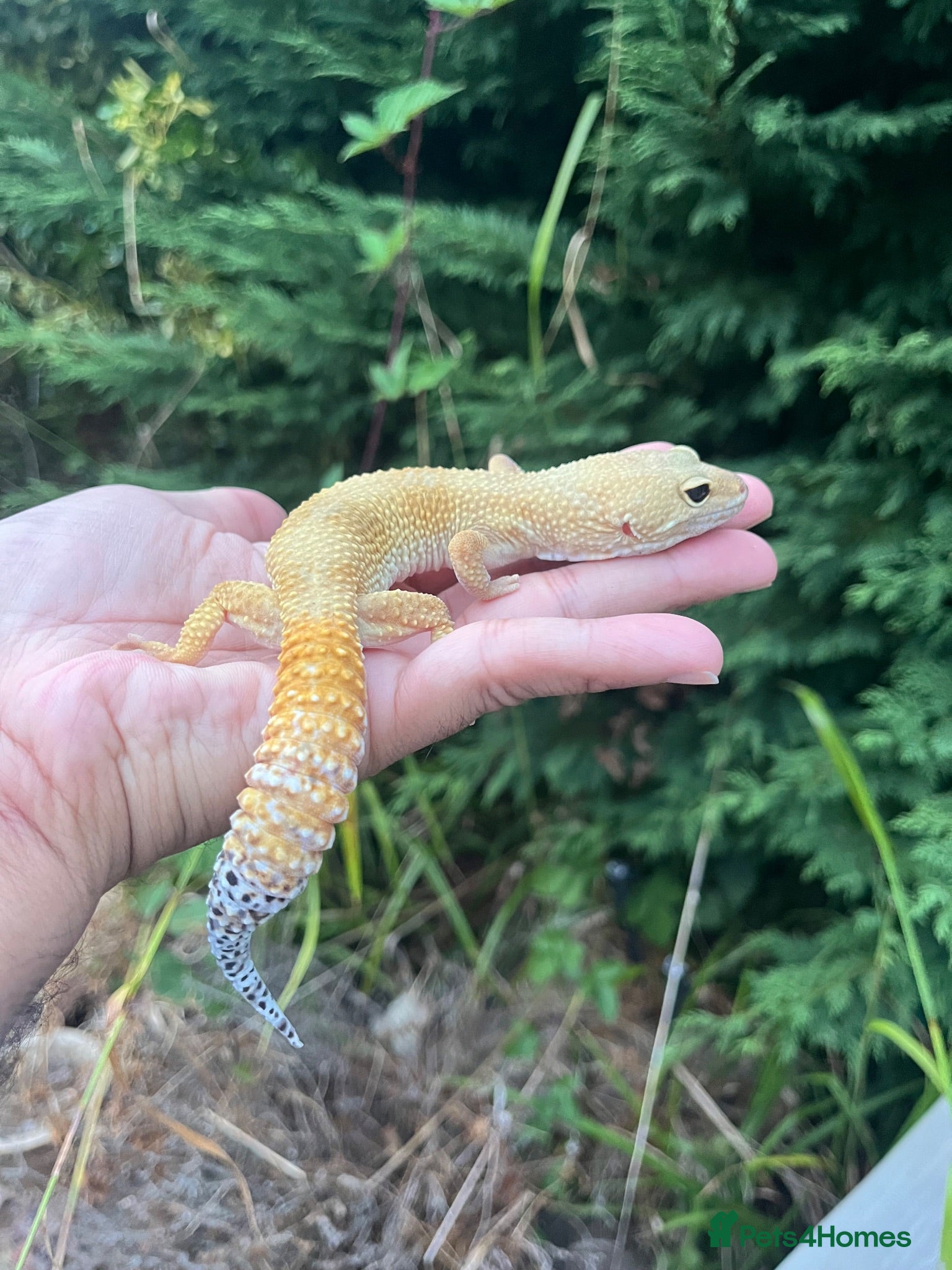 Leopard Gecko reptiles Stunning high-yellow and leucistic girls - Advert 2