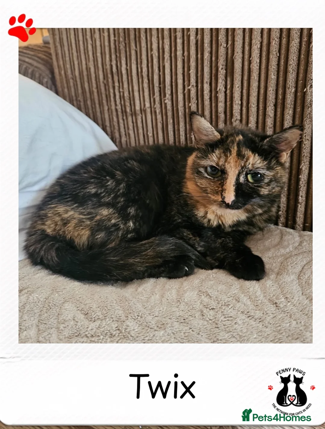 Domestic Shorthair cats for adoption: Rescue Kitten Looking for a Forever Home - Advert 2