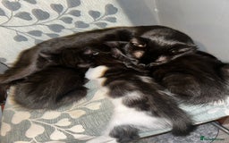 Domestic Shorthair cats for sale: Three kittens available need a loving home  - Image 5