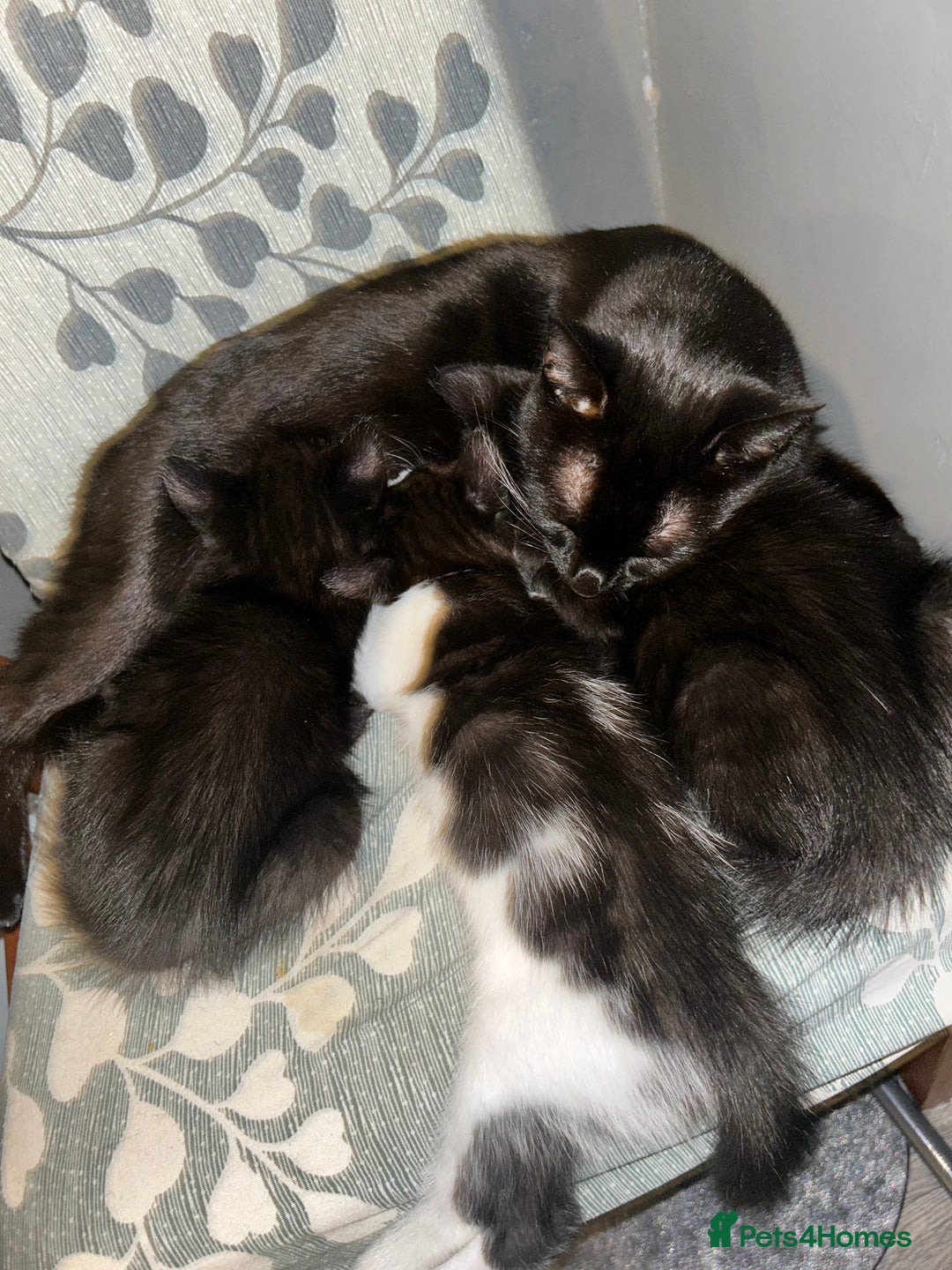 Domestic Shorthair cats for sale: Three kittens available need a loving home  - Image 5