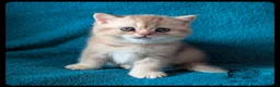 Scottish Fold cats for sale: TICA Registered Scottish kittens  in Peterborough - Advert 8