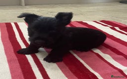Scottish Terrier dogs for sale: Scottish Terrier puppies - Image 8