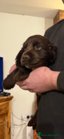 Cocker Spaniel dogs Loving playful pups - Advert 11