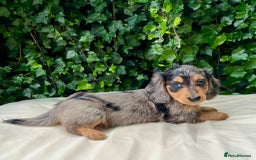 Dachshund dogs for sale: Beautiful miniature dashund  - Image 3