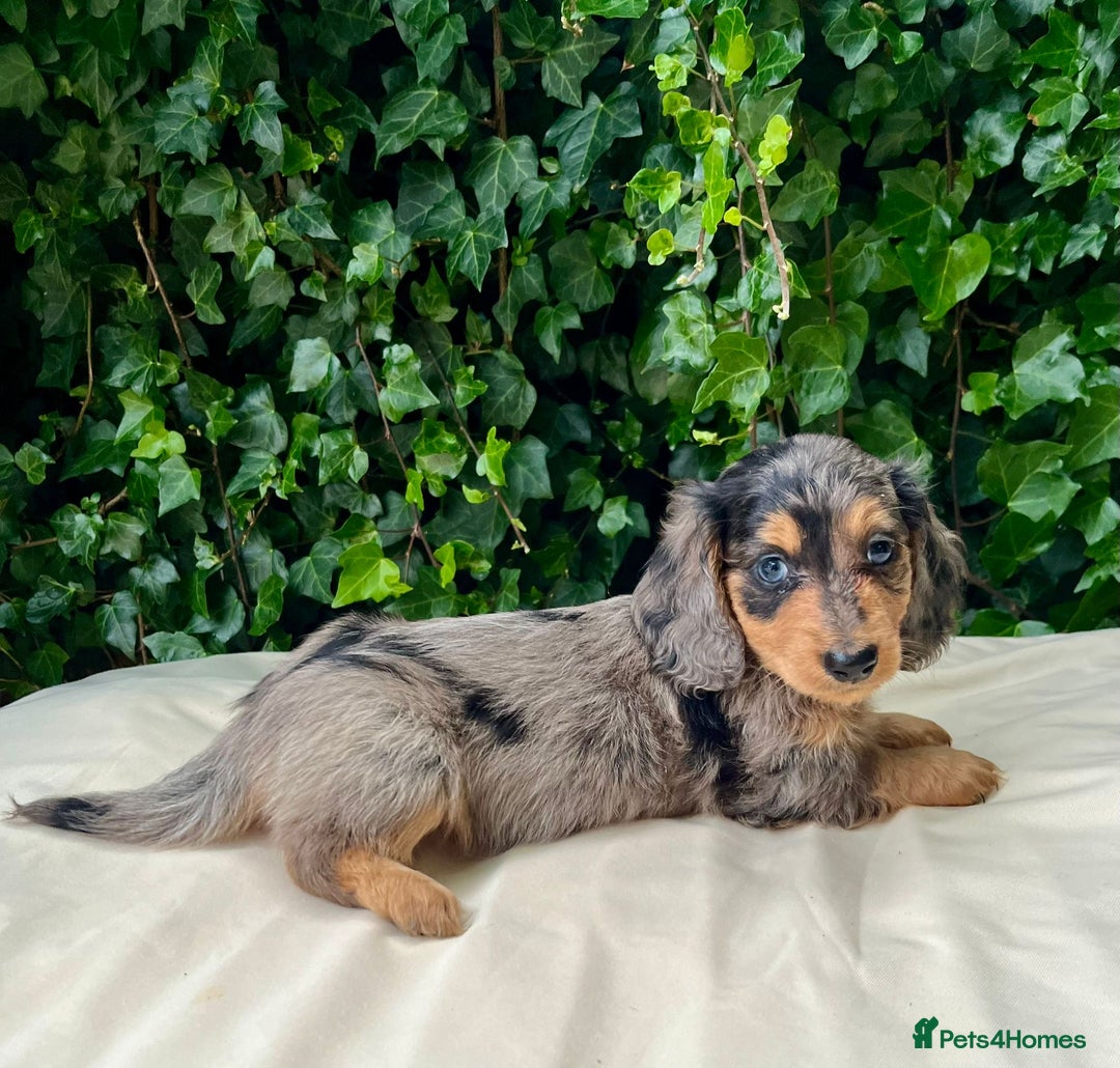 Dachshund dogs for sale: Beautiful miniature dashund  - Image 3