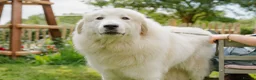 Mixed Breed dogs for sale: Golden Pyrenees- Golden Retriever x Pyrenean - Advert 3
