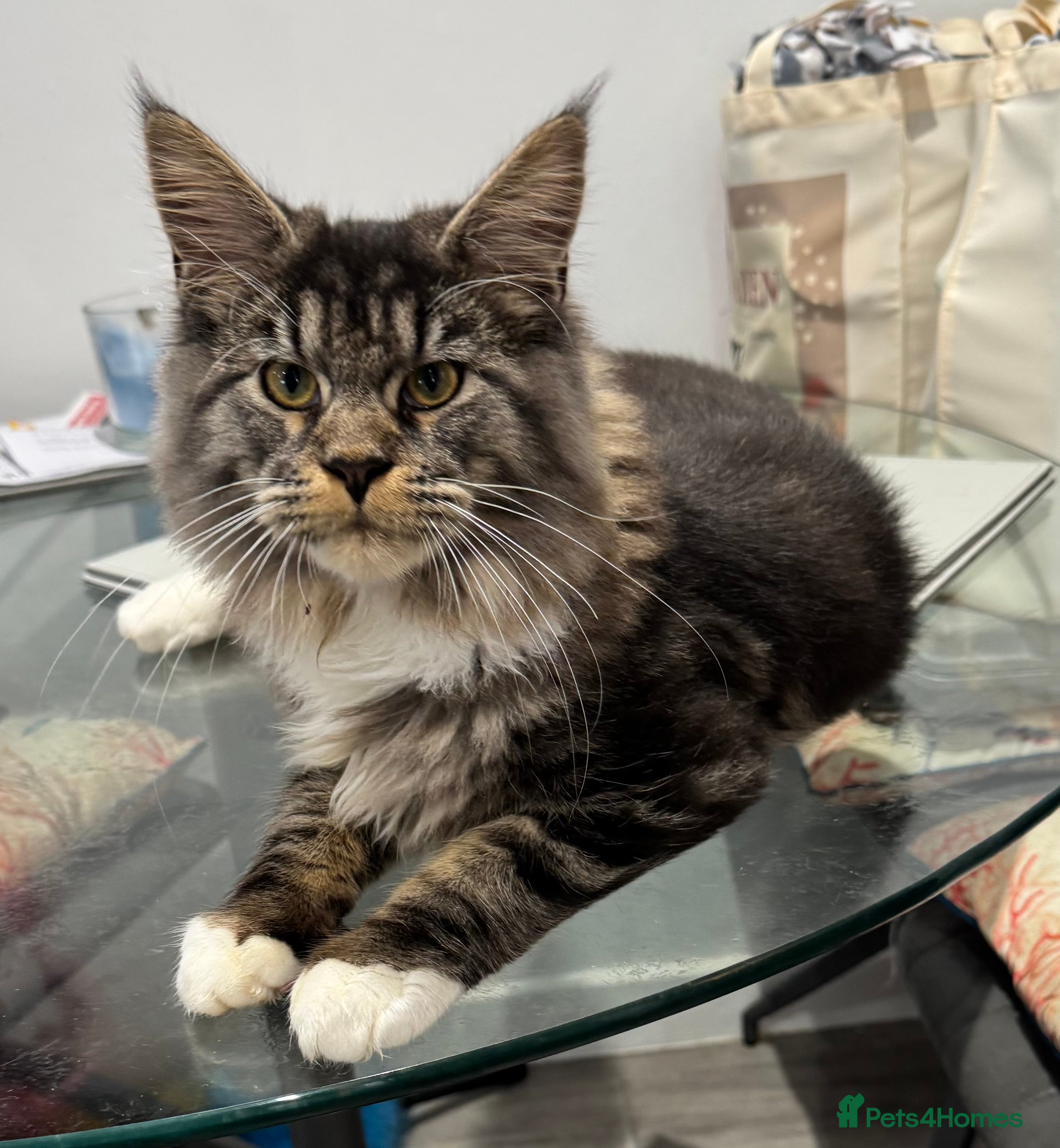 Maine Coon cats Price reduced   PEDIGREE MAINECOON KITTENS  - Advert 5