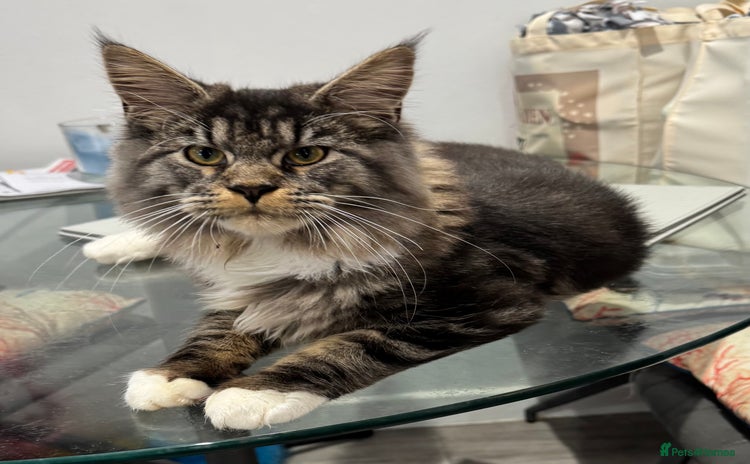 Maine Coon cats - Advert 1