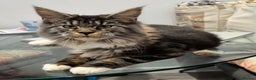 Maine Coon cats for sale: Price reduced   PEDIGREE MAINECOON KITTENS  - Advert 1