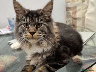 Maine Coon cats - Advert 6