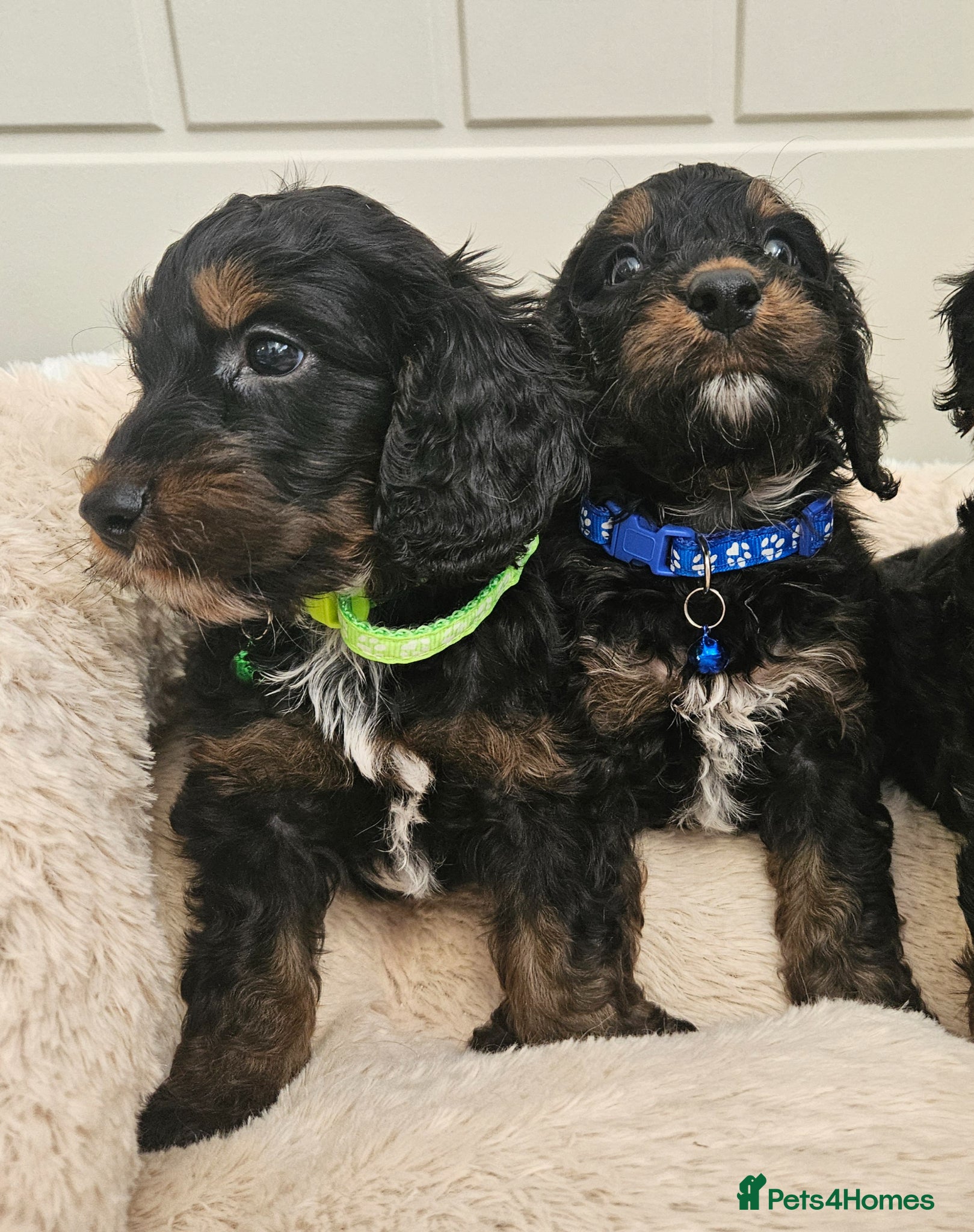 Cockapoo dogs licensed breeder, ready for their forever homes!  - Advert 2
