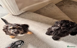 Mixed Breed dogs for sale: Dolly - Image 5