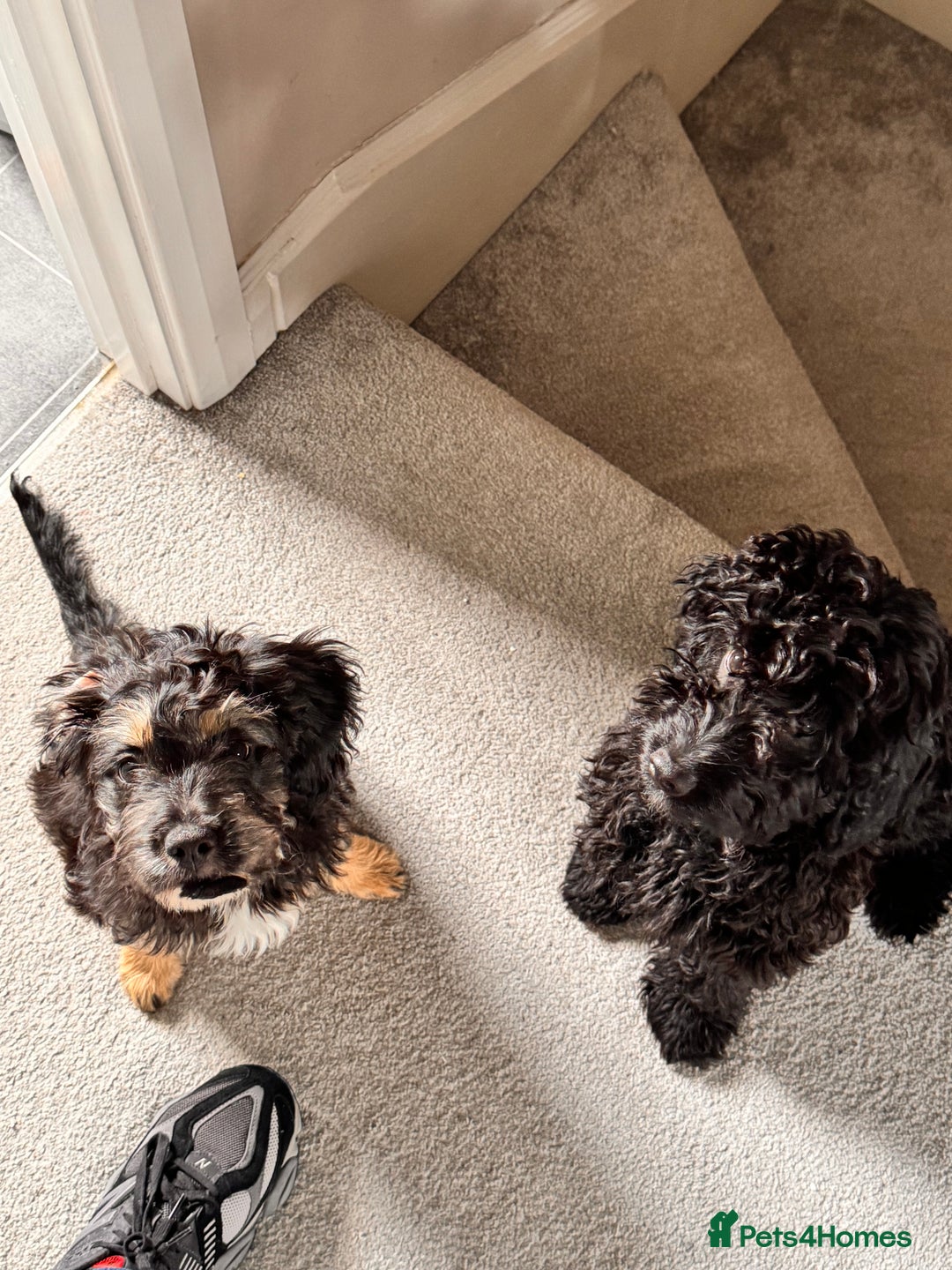 Mixed Breed dogs for sale: Dolly - Image 5